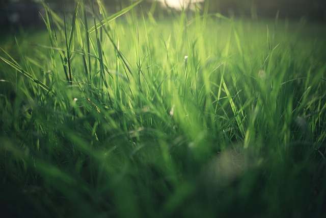 Gras verwijderen: manieren om oud gazon te verwijderen