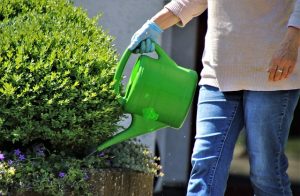 Ontdek de groene wereld van hoveniersbedrijf in Dronten